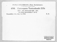 Cercosporella toxicodendri image